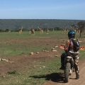 Giraffes in the Mara